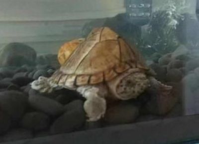 剃刀龟介绍和我的饲养经历