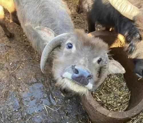 如何科学饲养迷彩角吊(宠物迷彩角吊的饲养方法详解,让你成为专业饲养员)