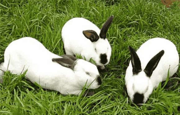 伊拉兔品种详解,不知道的就来看看