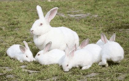 伊拉兔品种详解,不知道的就来看看