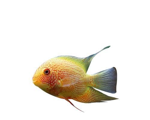 金菠萝鱼饲养方法详解(养殖技巧、水质要求、饲料选择、疾病防治、养殖盈利等)