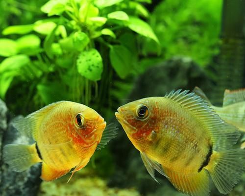 金菠萝鱼饲养方法详解(养殖技巧、水质要求、饲料选择、疾病防治、养殖盈利等)