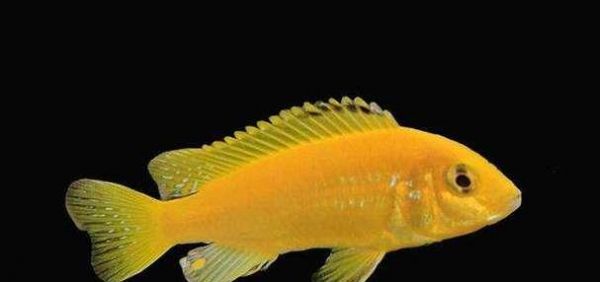 金菠萝鱼饲养方法详解(养殖技巧、水质要求、饲料选择、疾病防治、养殖盈利等)