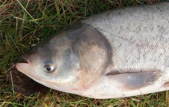 鳙鱼到底好不好吃?刺多不多