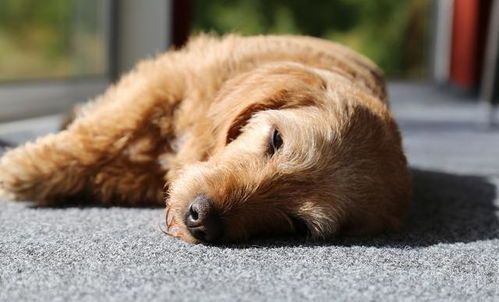 老年人狗心脏病的饮食