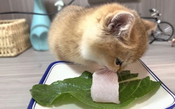 猫最喜欢吃什么?健康喂养的 6 个秘密,别再犯错了!