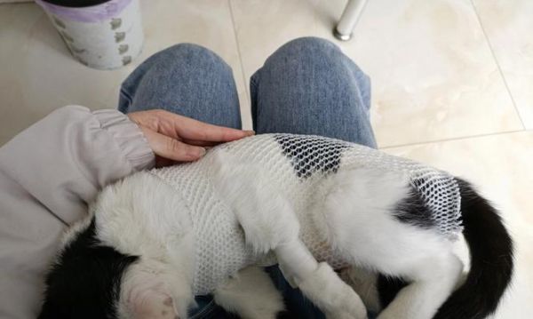 猫咪绝育的最佳时间是什么时候?常见问题解答