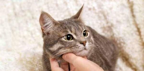 小猫打疫苗和驱虫的费用是多少?常见问题解答?