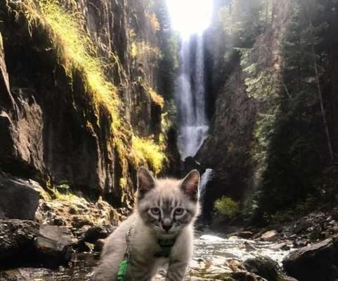 云台山能带泰迪吗现在多少钱?带宠物旅行的费用和准备事项有哪些?