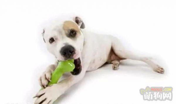 宠物医生系列——你了解狗狗的习性和成长特征吗?