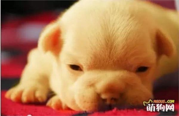 宠物医生系列——你了解狗狗的习性和成长特征吗?