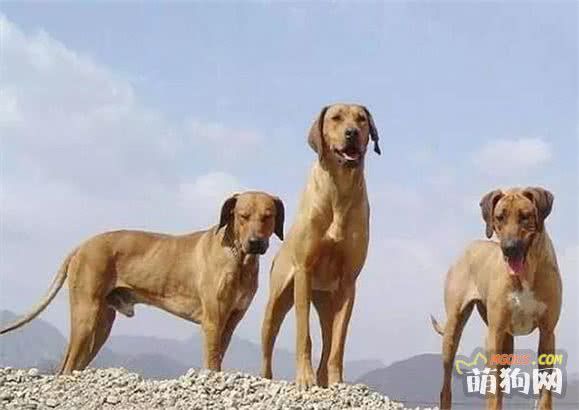 宠物医生系列——你了解狗狗的习性和成长特征吗?