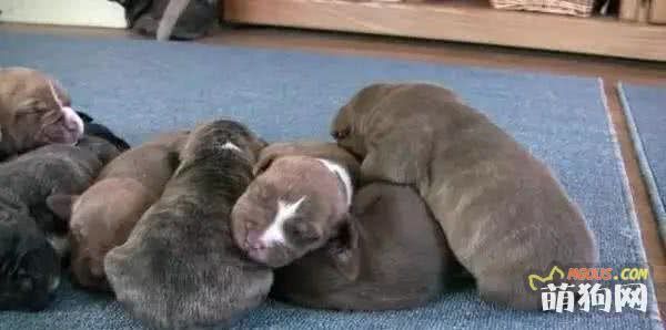 宠物医生系列——你了解狗狗的习性和成长特征吗?