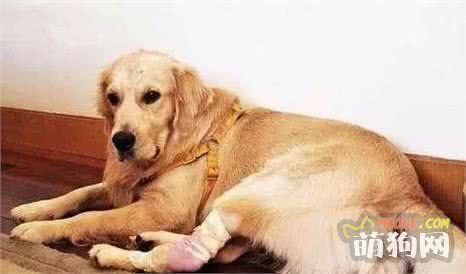 宠物医生系列——你了解狗狗的习性和成长特征吗?