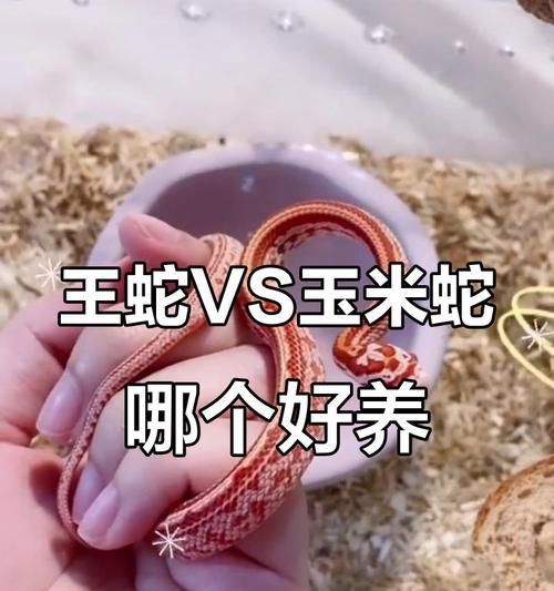 玉米锦蛇的神秘之旅(探索玉米锦蛇的生态习性与生存之道)