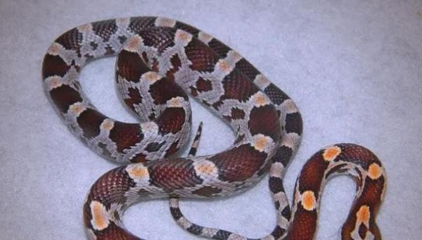 玉米锦蛇的神秘之旅(探索玉米锦蛇的生态习性与生存之道)