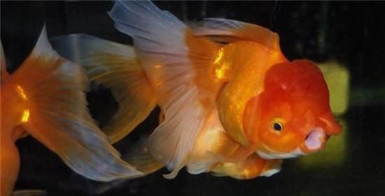 棕色高头翻鳃金鱼的饲养方法(了解金鱼的生态习性,让你成为金鱼专家)