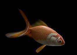 棕色高头翻鳃金鱼的饲养方法(了解金鱼的生态习性,让你成为金鱼专家)