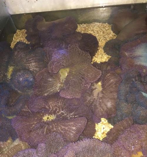 红海骑士饲养指南(了解红海骑士的生态习性,打造最佳饲养环境)