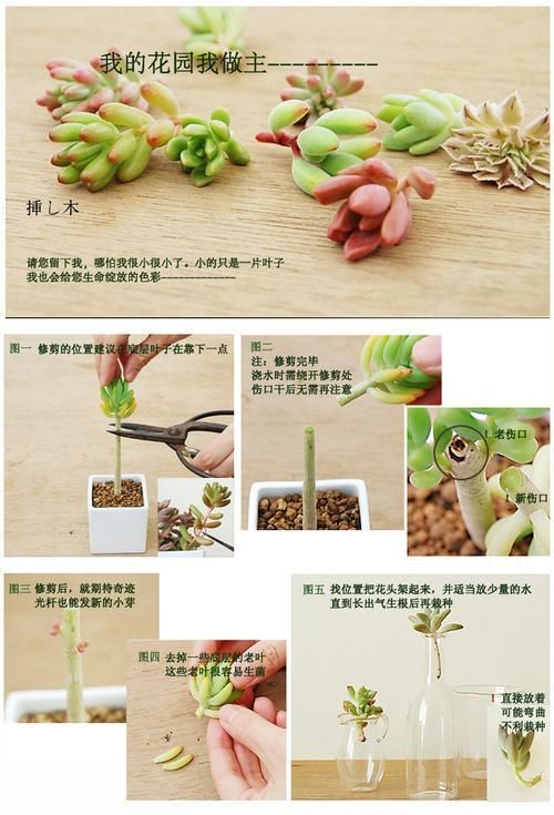 针嘴鱼的饲养技巧(了解针嘴鱼的生态习性,让它健康成长)