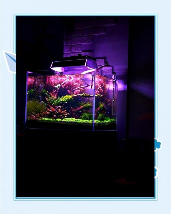 秦皇岛鱼缸维护:秦皇岛鱼缸维护全攻略 全国水族馆企业名录 第13张