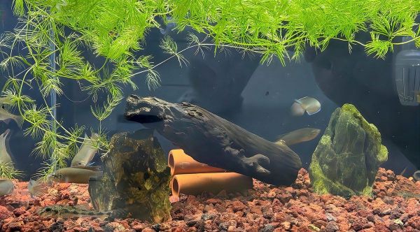 阜新鱼缸维护:阜新鱼缸全面维护指南 全国水族馆企业名录 第3张