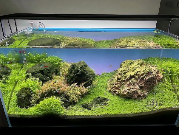 阜新鱼缸维护:阜新鱼缸全面维护指南 全国水族馆企业名录 第5张