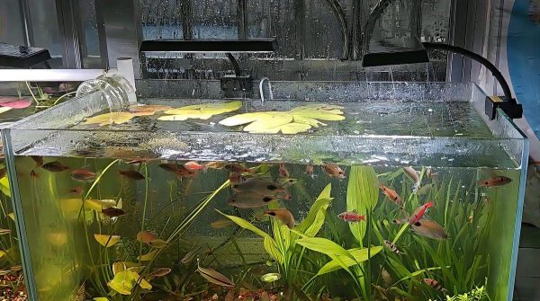 阜新鱼缸维护:阜新鱼缸全面维护指南 全国水族馆企业名录 第8张