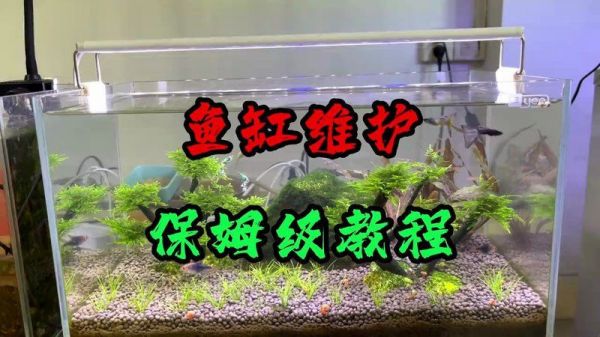 阜新鱼缸维护:阜新鱼缸全面维护指南 全国水族馆企业名录 第12张