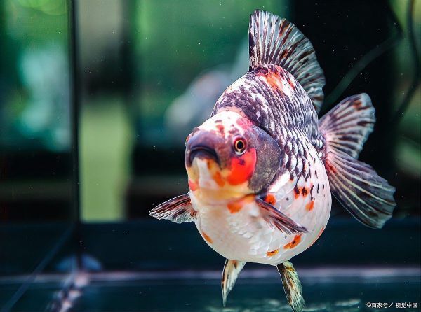 阜新鱼缸维护:阜新鱼缸全面维护指南 全国水族馆企业名录 第10张