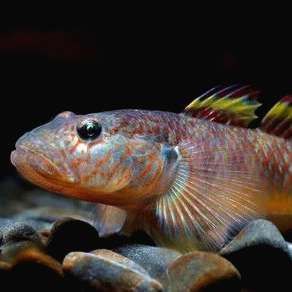 阜新鱼缸维护:阜新鱼缸全面维护指南 全国水族馆企业名录 第11张