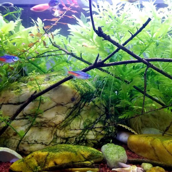 阜新鱼缸维护:阜新鱼缸全面维护指南 全国水族馆企业名录 第13张