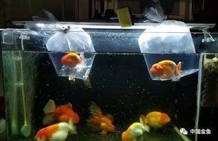 罗汉鱼缸内蹭缸问题解决方案:专业护理技巧大揭秘!