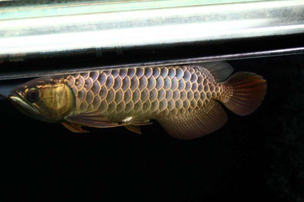 桂林鱼缸维护:桂林鱼缸维护全攻略 全国水族馆企业名录 第13张