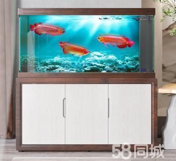 鱼缸的品牌有哪些,鱼缸品牌性价比对比水族箱维护技巧分享