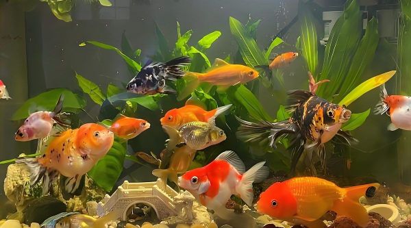 临沧鱼缸维护,临沧专业鱼缸养护指南,轻松维持水质与