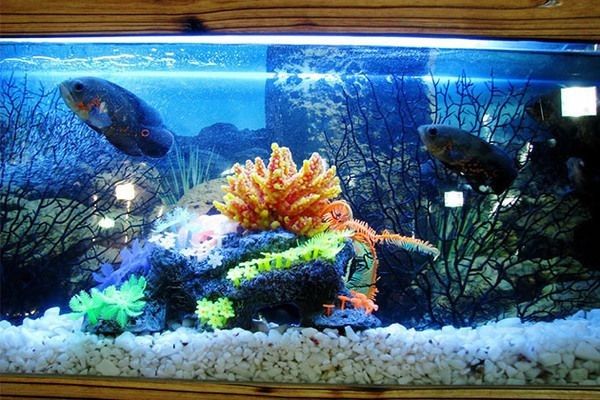 森森牌鱼缸使用说明书:森森牌鱼缸日常维护技巧分享森森牌鱼缸使用说明书