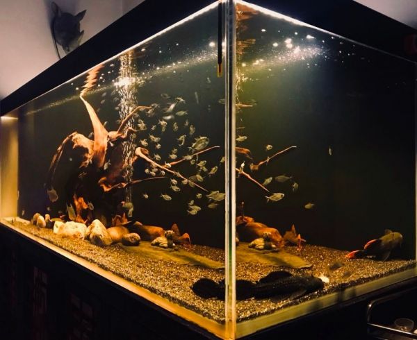 北京朝阳鱼缸维护 鱼缸订制设计 造景规划 高素质,耐心周到