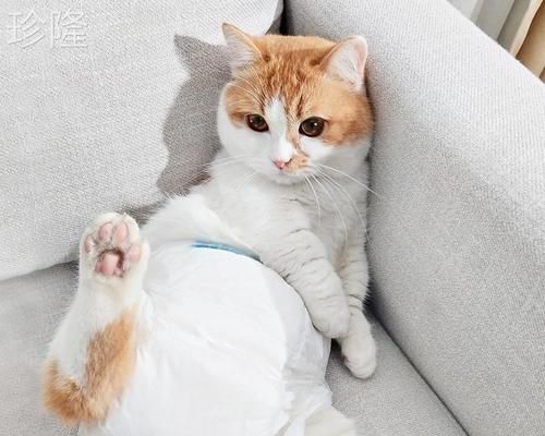 猫咪尿道不通症状及治疗方法(揭秘猫咪尿道疾病的真相)