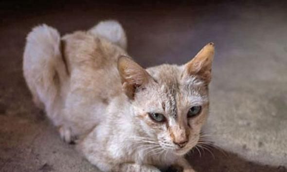 以宠物为主,猫咪如何给予治疗(全面掌握猫咪疾病诊断及治疗方法)