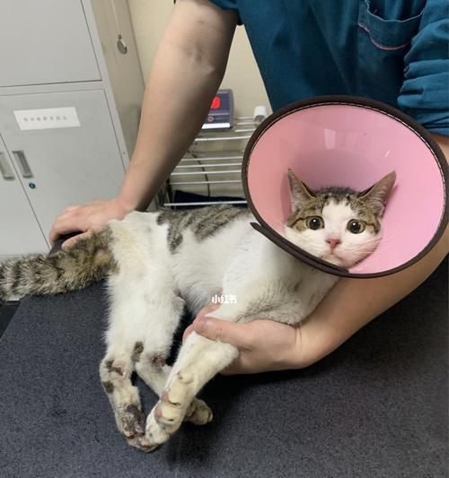 以宠物为主,猫咪如何给予治疗(全面掌握猫咪疾病诊断及治疗方法)