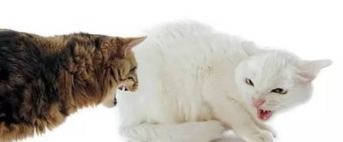 以宠物为主,猫咪如何给予治疗(全面掌握猫咪疾病诊断及治疗方法)