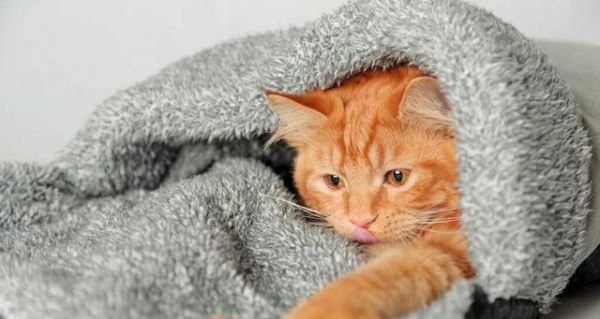 猫咪肝脏疾病的症状及治疗方法(如何识别肝脏问题的迹象)