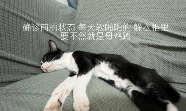 猫咪肝脏疾病的症状及治疗方法(如何识别肝脏问题的迹象)