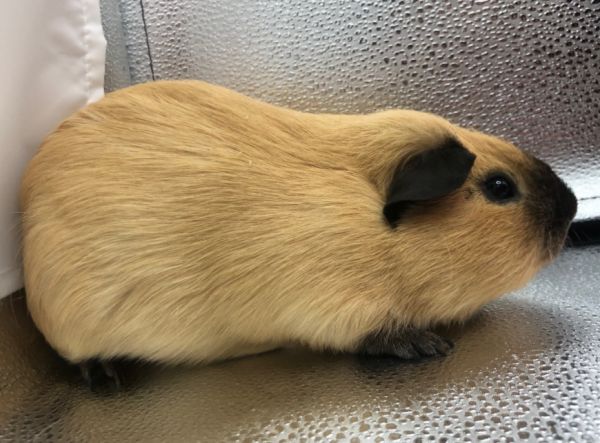 豚鼠养殖创业指南,轻松实现财富增长!