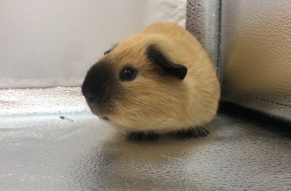 豚鼠养殖创业指南,轻松实现财富增长!