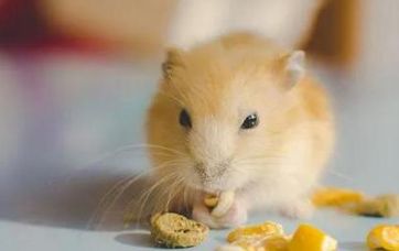 布丁仓鼠:养护技巧全解析