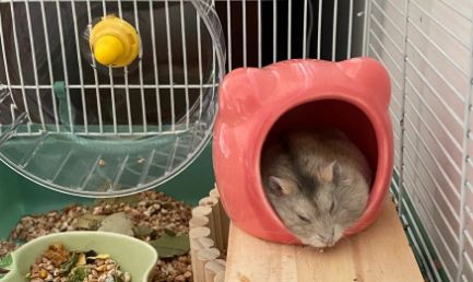 布丁仓鼠:养护技巧全解析