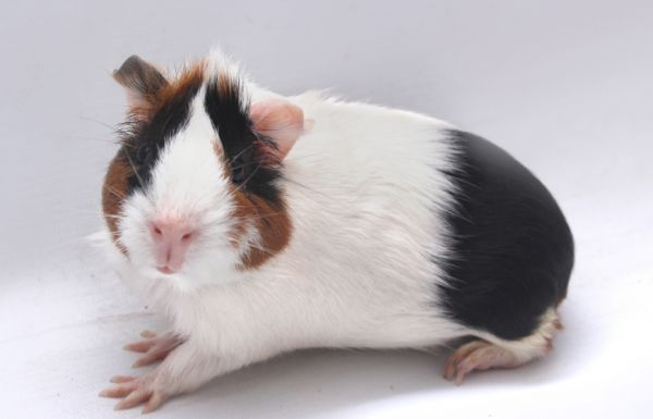 豚鼠的生物学特性、饲养管理及应用