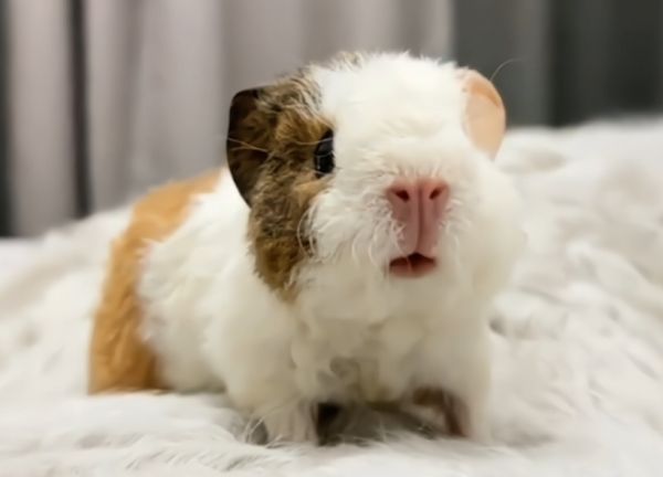 豚鼠的生物学特性、饲养管理及应用